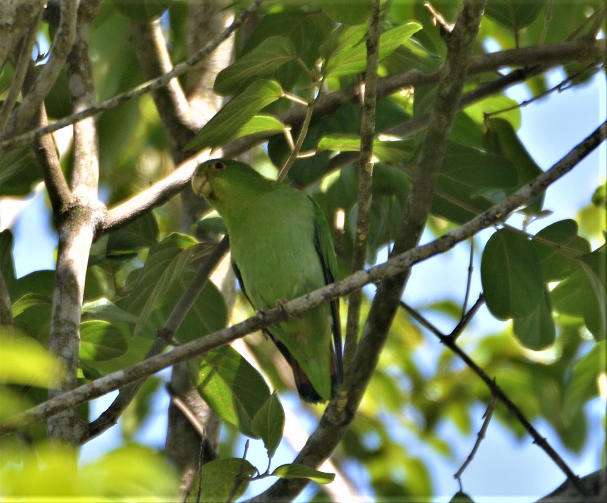Brown-backed Parrotlet - ML214155041