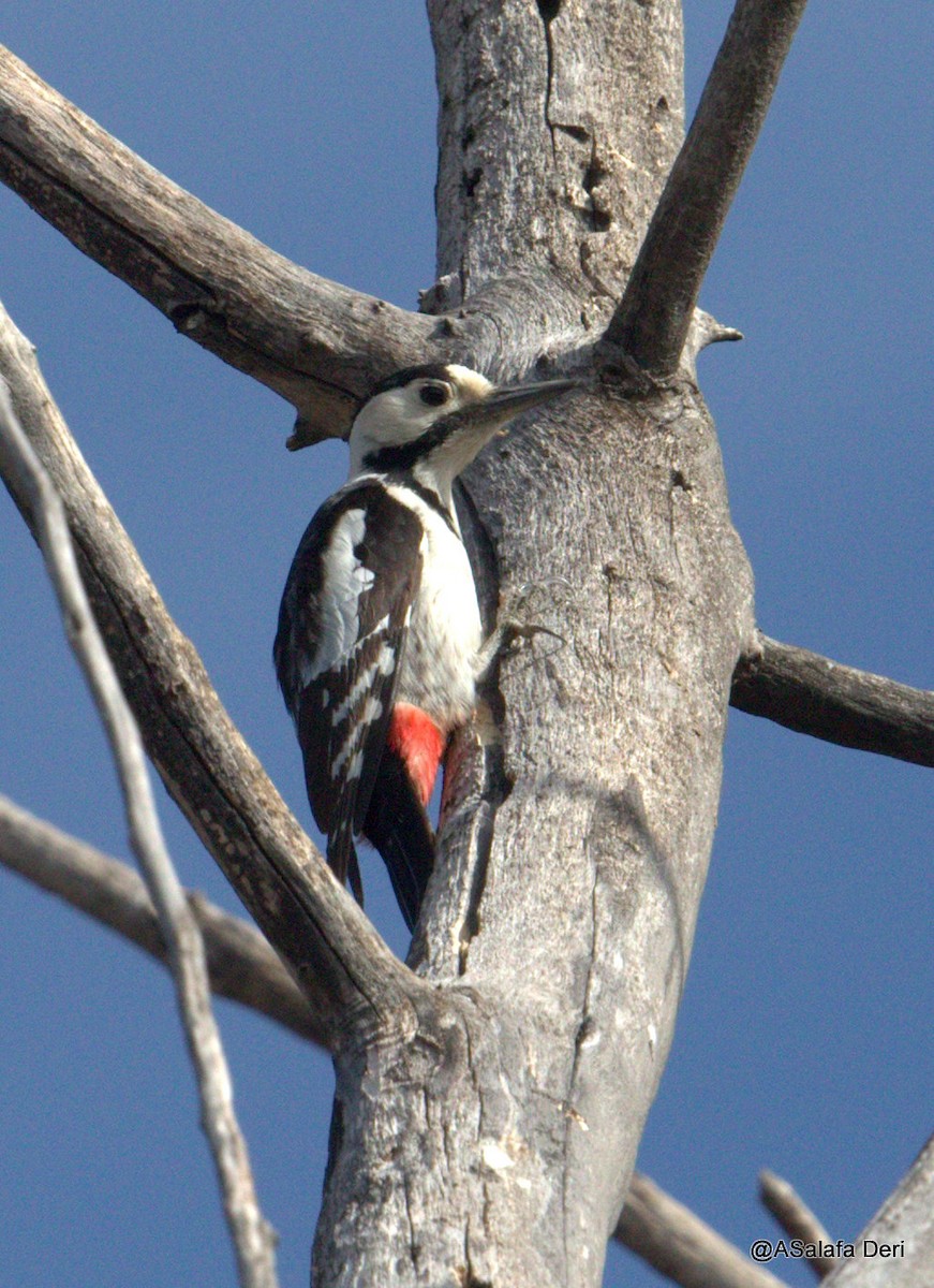 Syrian Woodpecker - ML214157031