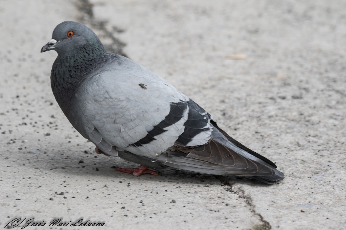 Rock Pigeon (Feral Pigeon) - ML214160501