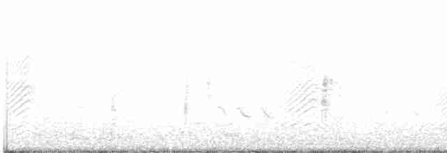 White-cheeked Pintail - ML214160701