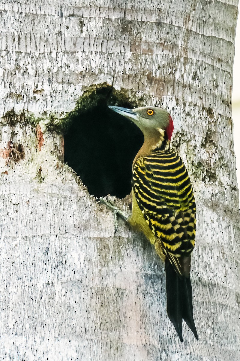 Hispaniolan Woodpecker - ML214162421