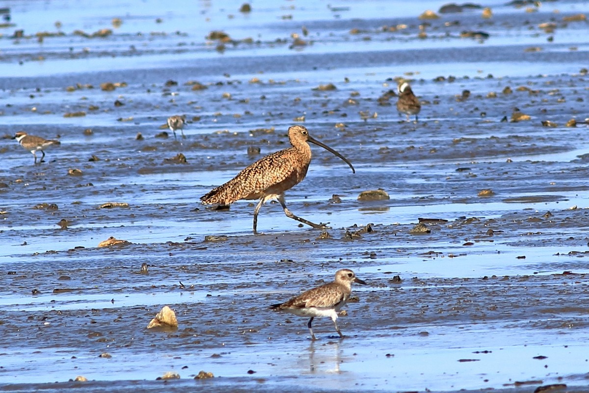 Long-billed Curlew - ML214166121