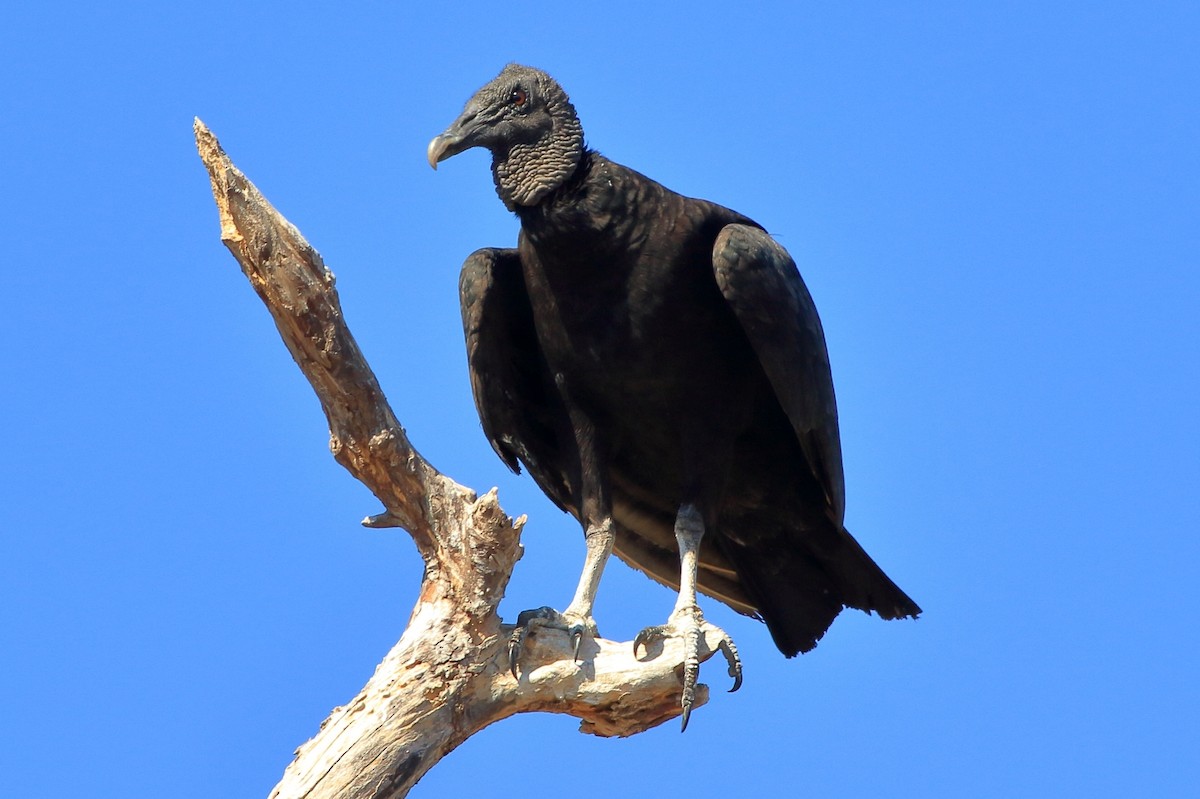 Black Vulture - ML214168231