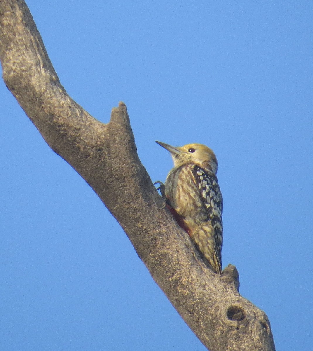 Yellow-crowned Woodpecker - Udiyaman Shukla