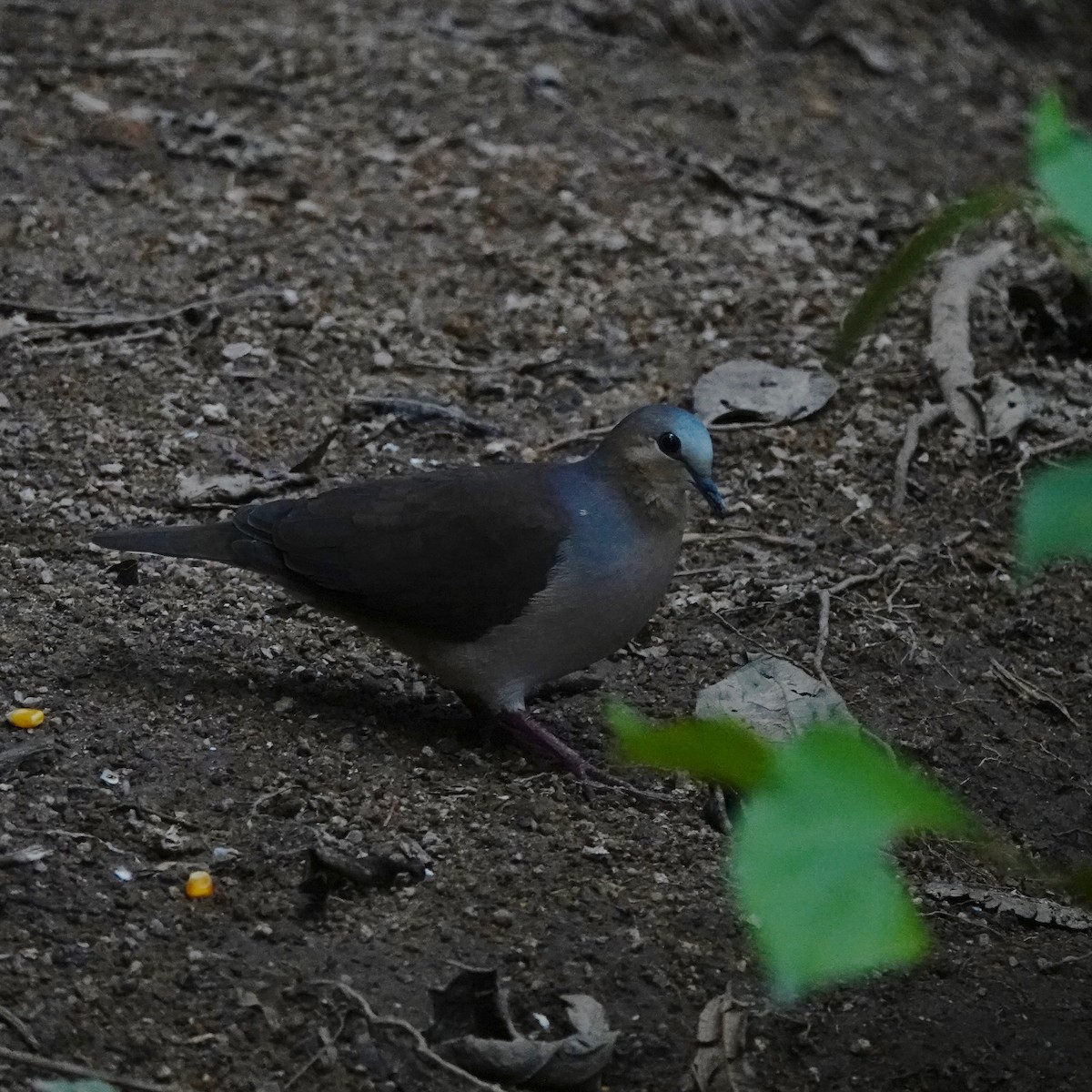 Gray-fronted Dove - ML214171001