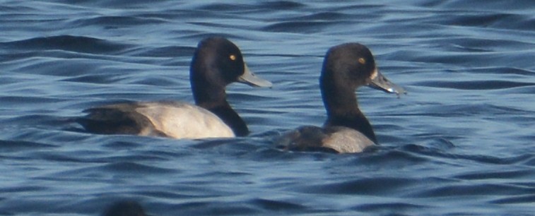 Greater Scaup - ML21417111