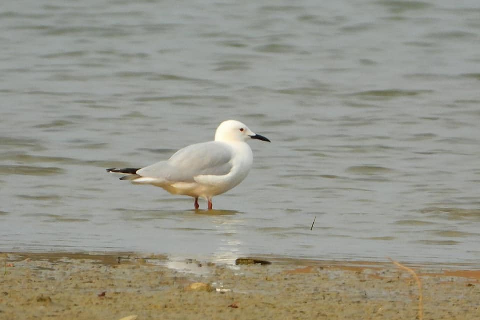 Slender-billed Gull - Bird Record Myanmar