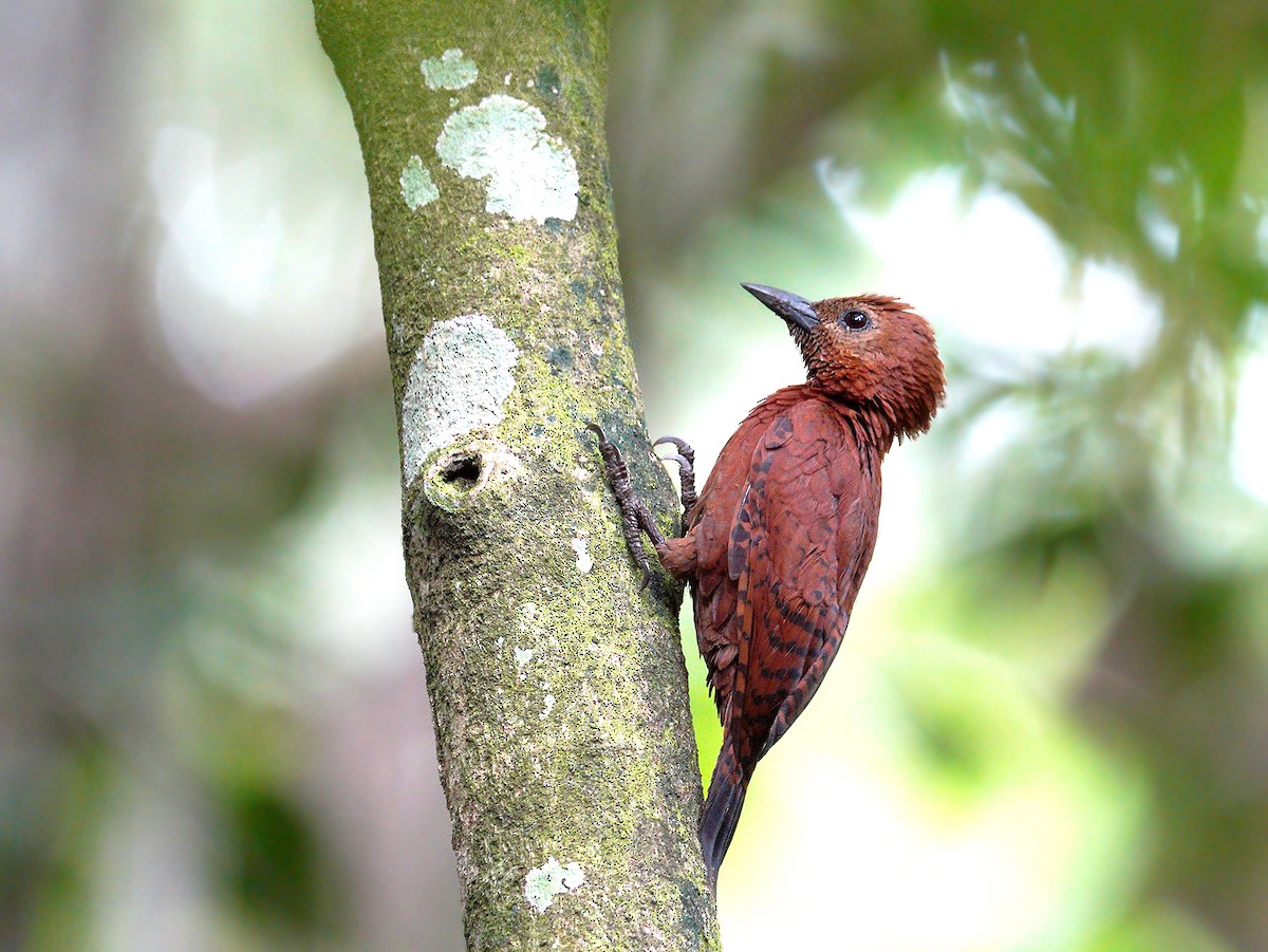 Rufous Woodpecker - Roman Lo