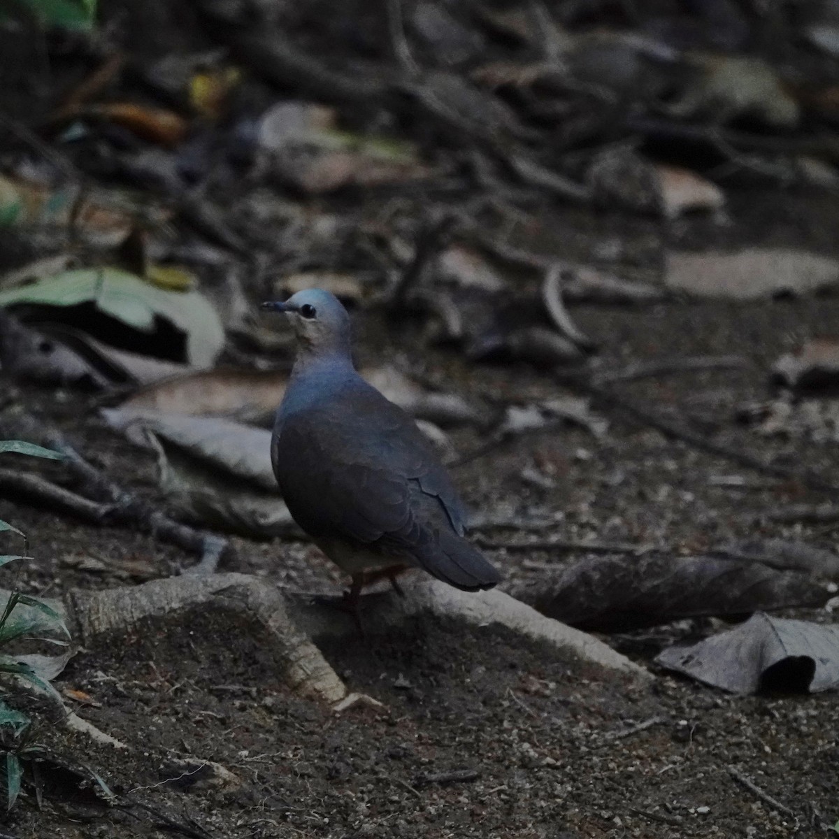 Gray-fronted Dove - ML214173291