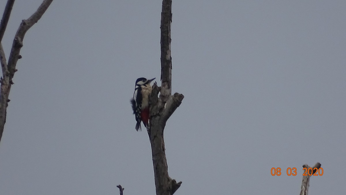 Great Spotted Woodpecker - ML214173651