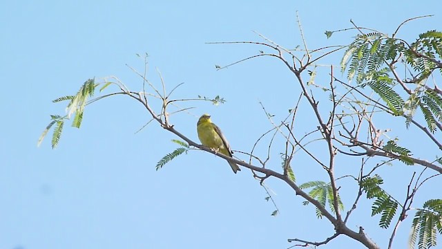 Stripe-tailed Yellow-Finch - ML214174301