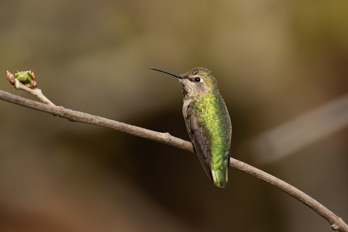 Anna's Hummingbird - Ronan Nicholson