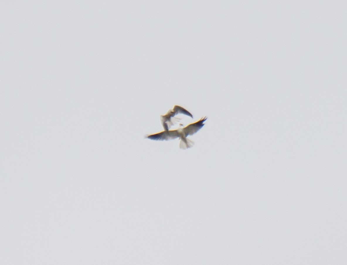 White-tailed Kite - ML214175301