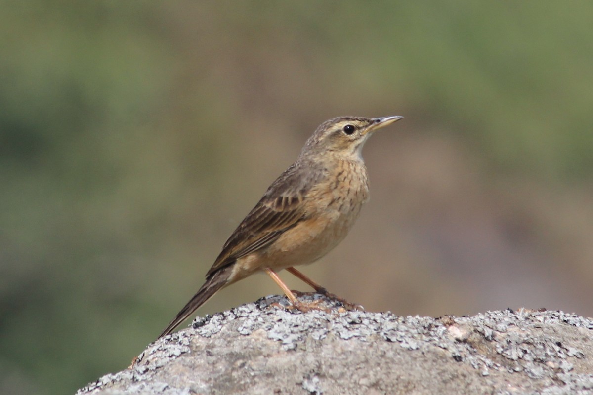Long-billed Pipit (Indian) - ML214175561