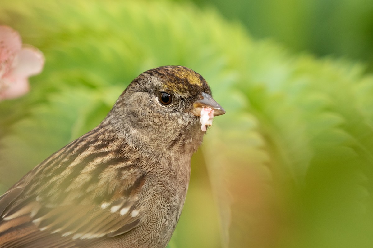 Golden-crowned Sparrow - Ronan Nicholson