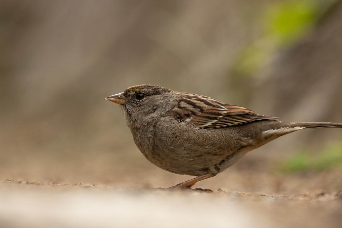 Golden-crowned Sparrow - ML214175891