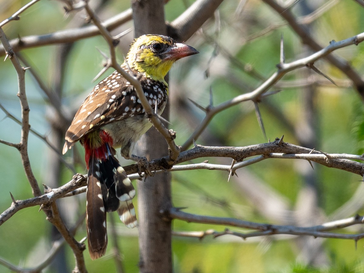 Yellow-breasted Barbet - ML214176611