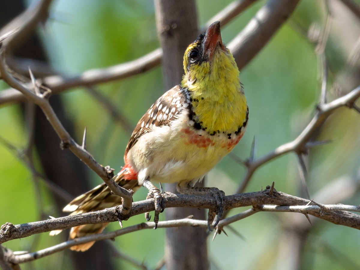Yellow-breasted Barbet - ML214176631