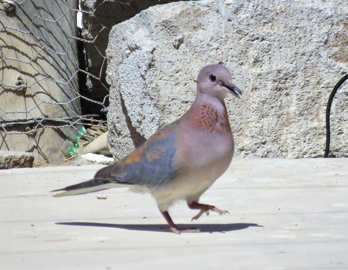 Laughing Dove - ML214176781