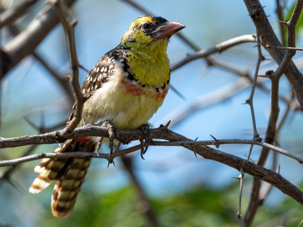 Yellow-breasted Barbet - ML214176981