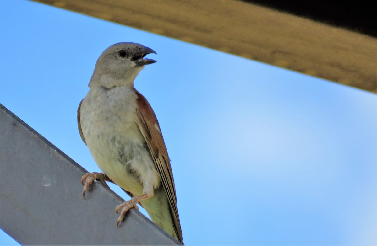 Southern Gray-headed Sparrow - ML214177061