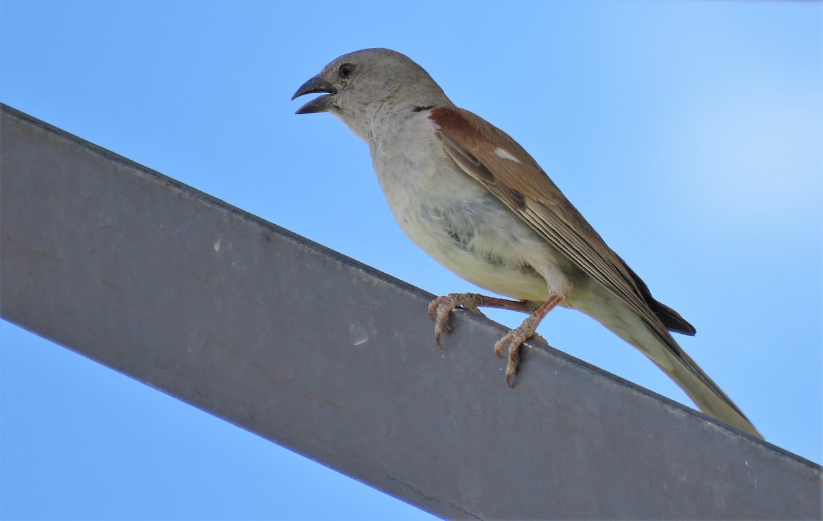 Southern Gray-headed Sparrow - Zlatan Celebic