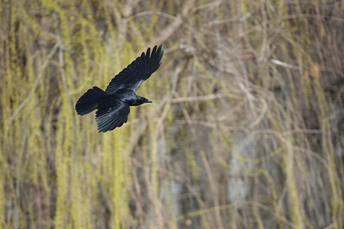 Corvus sp. (crow sp.) - ML214183541