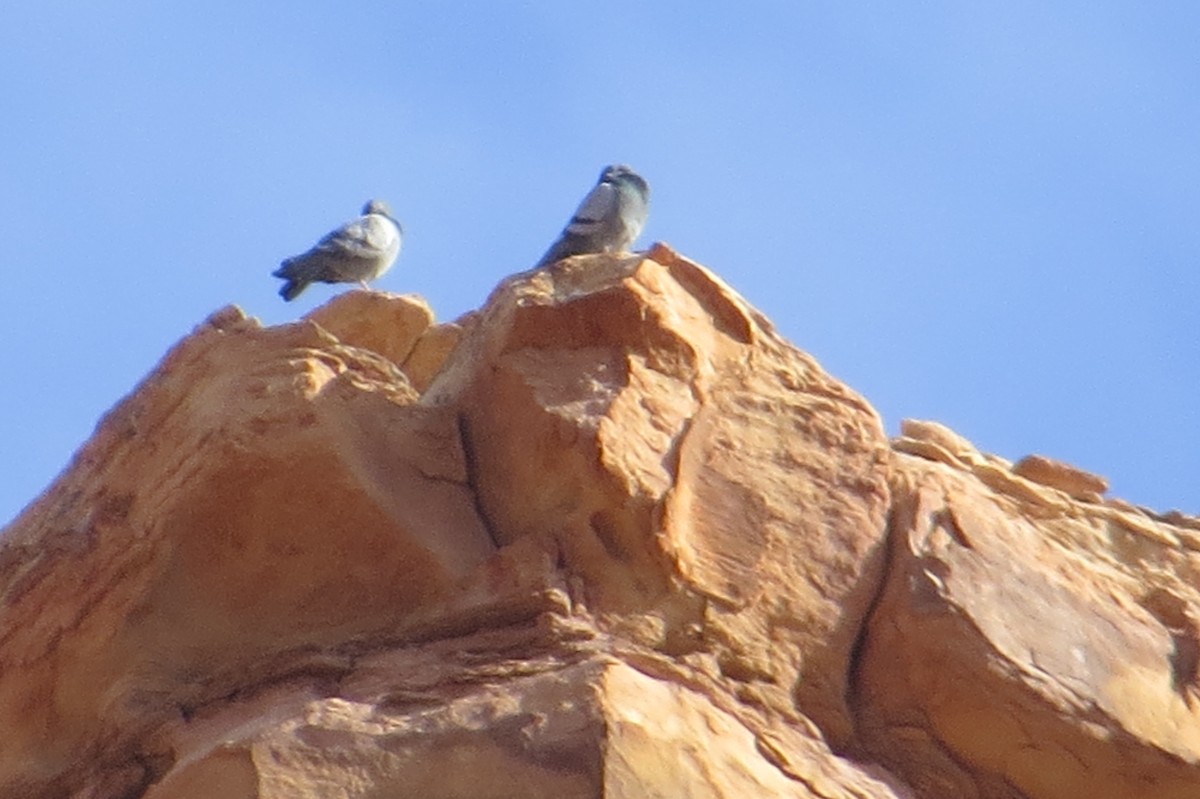 Rock Pigeon (Feral Pigeon) - Suzi Holt