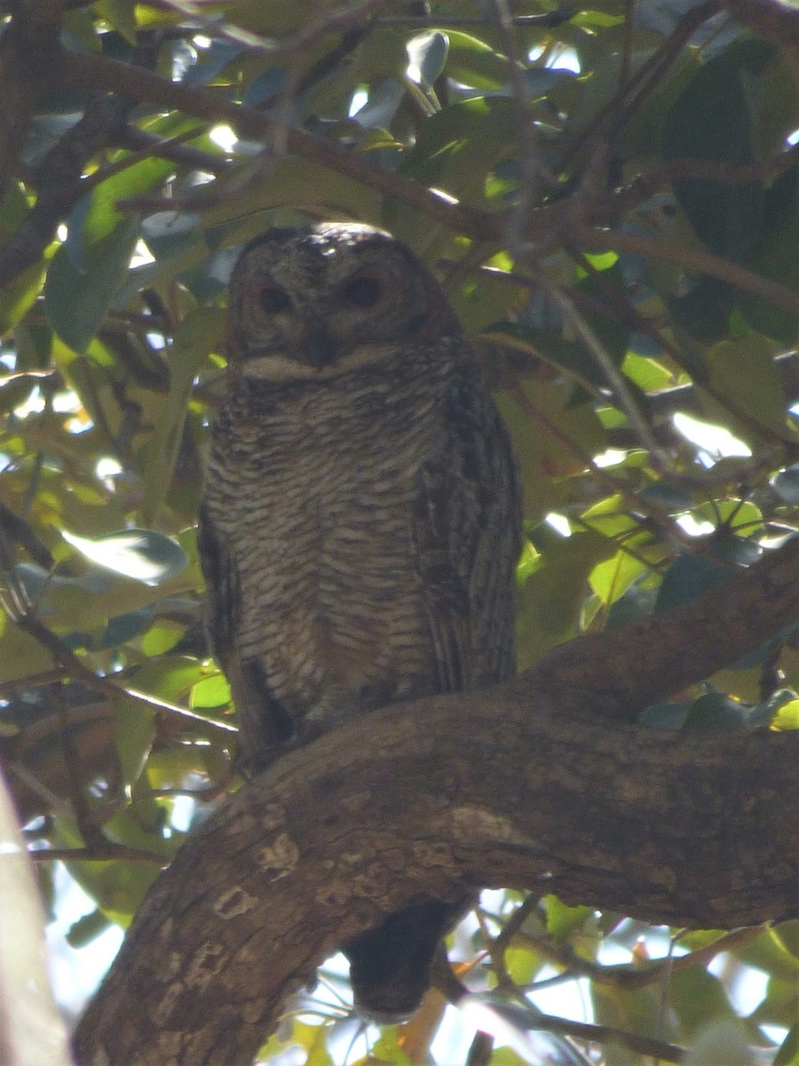 Mottled Wood-Owl - ML214184081