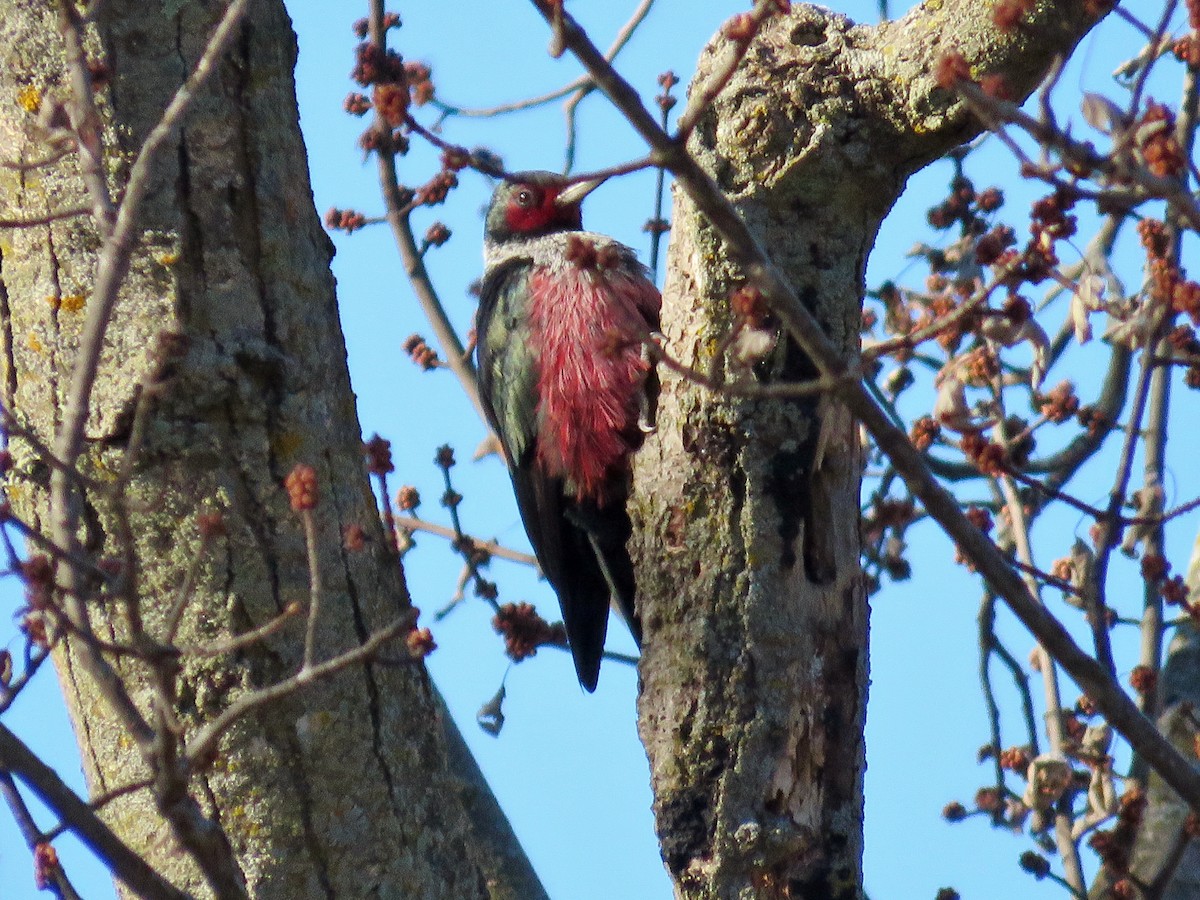 Wisconsin eBird Checklist - 28 Nov 2015 - stakeout Lewis's Woodpecker ...