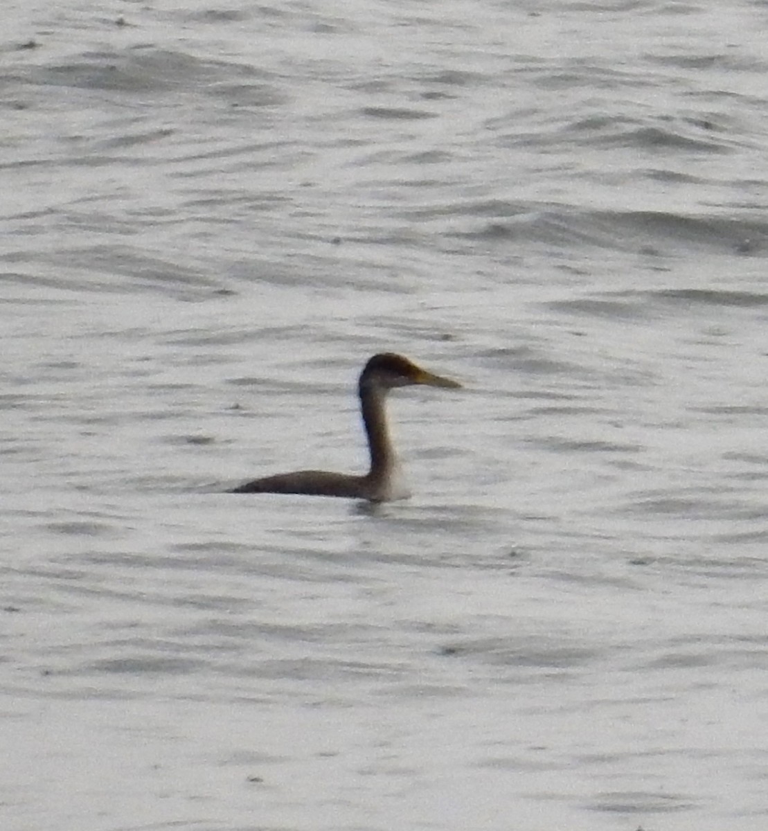 Red-necked Grebe - Peter Paul