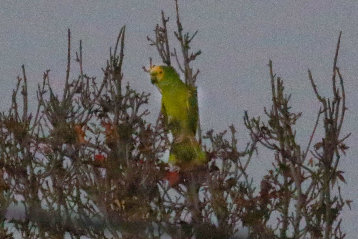 Turquoise-fronted Parrot - ML21418791