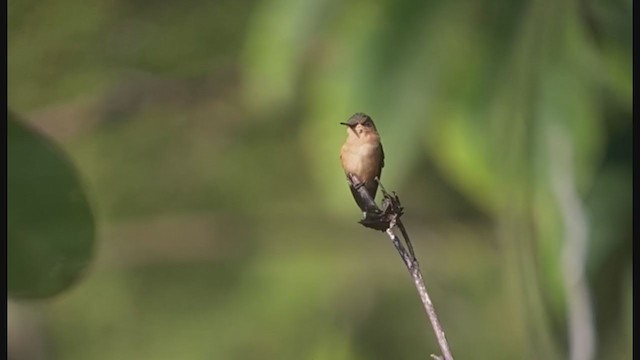 Sparkling-tailed Hummingbird - ML214188171