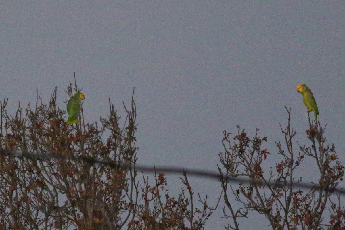 Turquoise-fronted Parrot - ML21418871