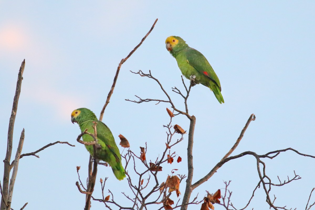 Yellow-headed Parrot - Thomas Ford-Hutchinson