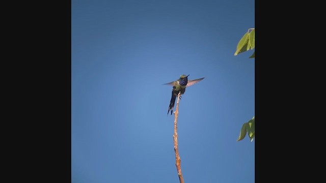 Sparkling-tailed Hummingbird - ML214189731