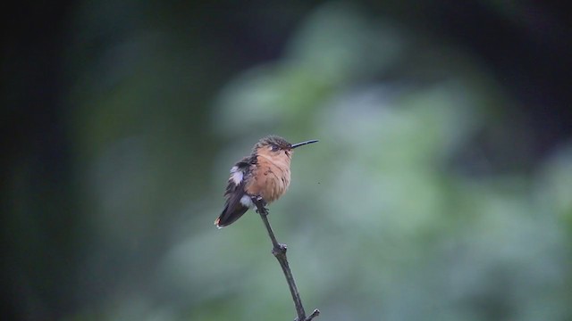 Sparkling-tailed Hummingbird - ML214190081