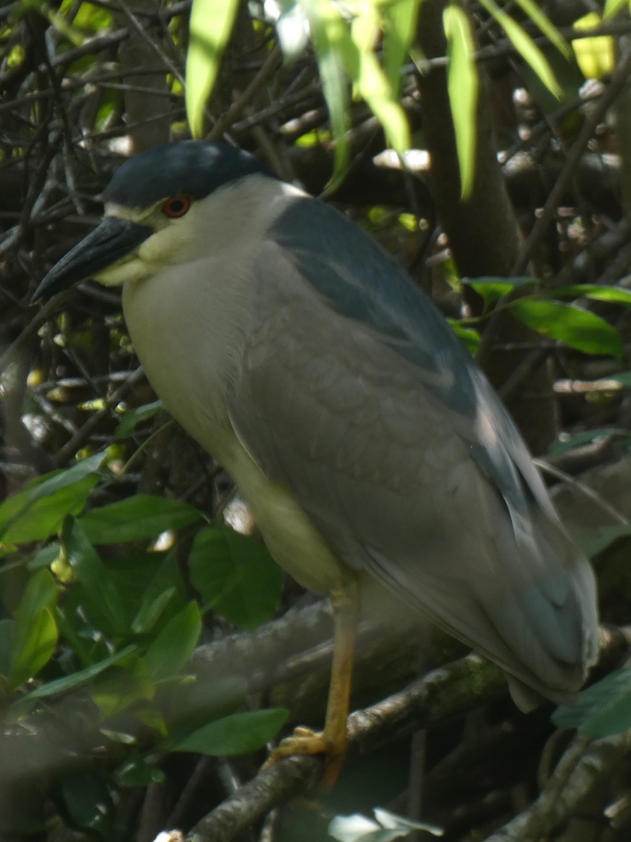 Black-crowned Night Heron - Ned Wallace & Janet Rogers