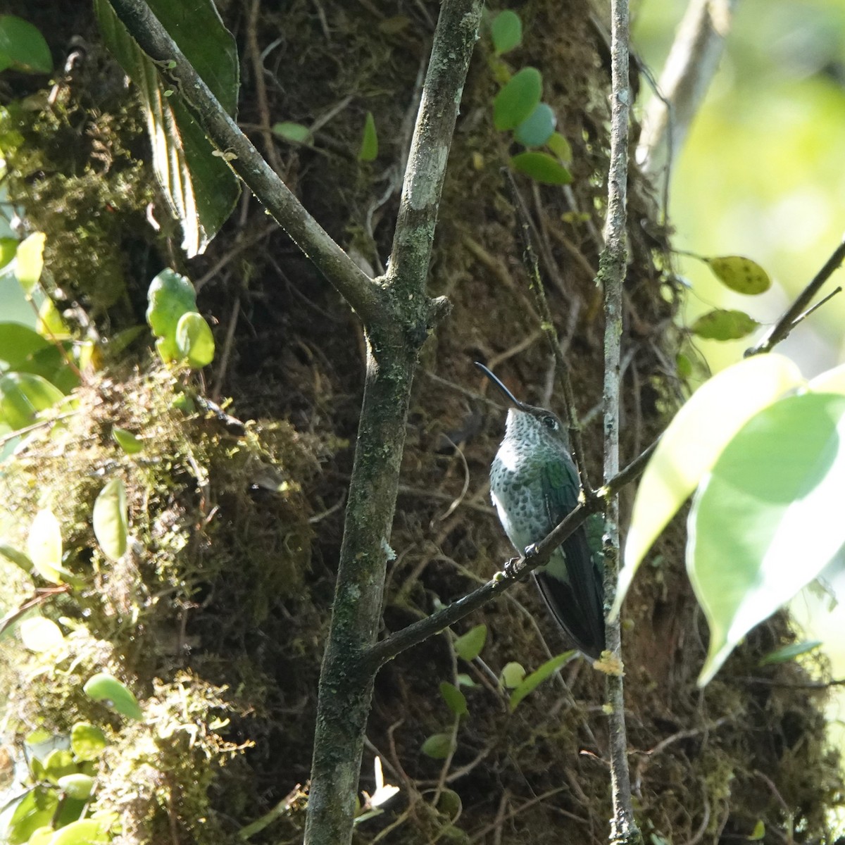 Many-spotted Hummingbird - ML214191541