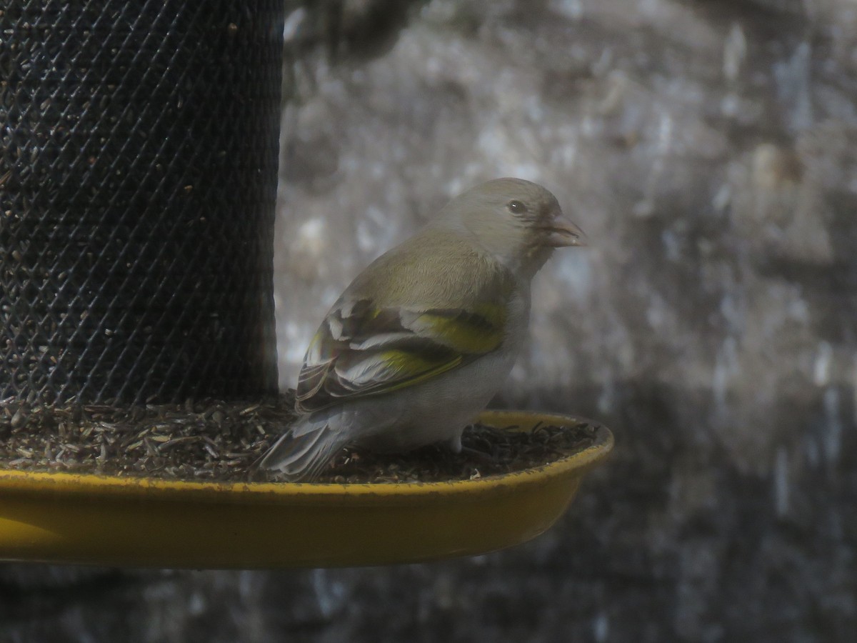 Lawrence's Goldfinch - ML214193711