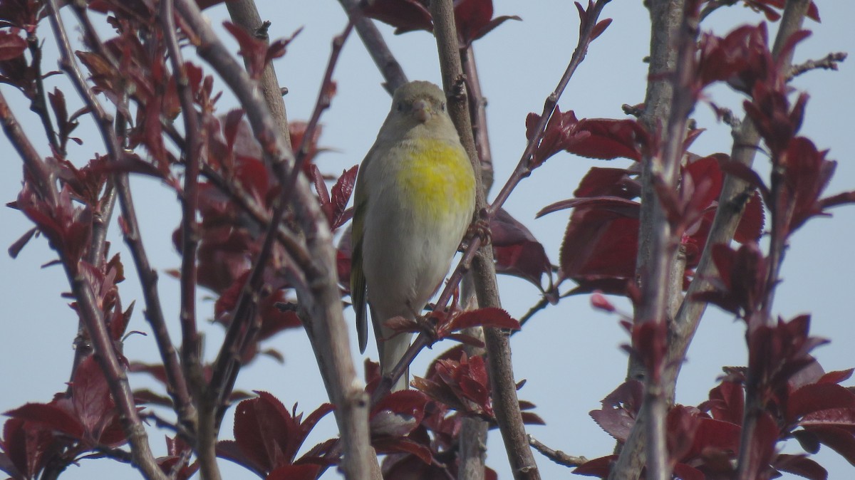 Lawrence's Goldfinch - ML214193721