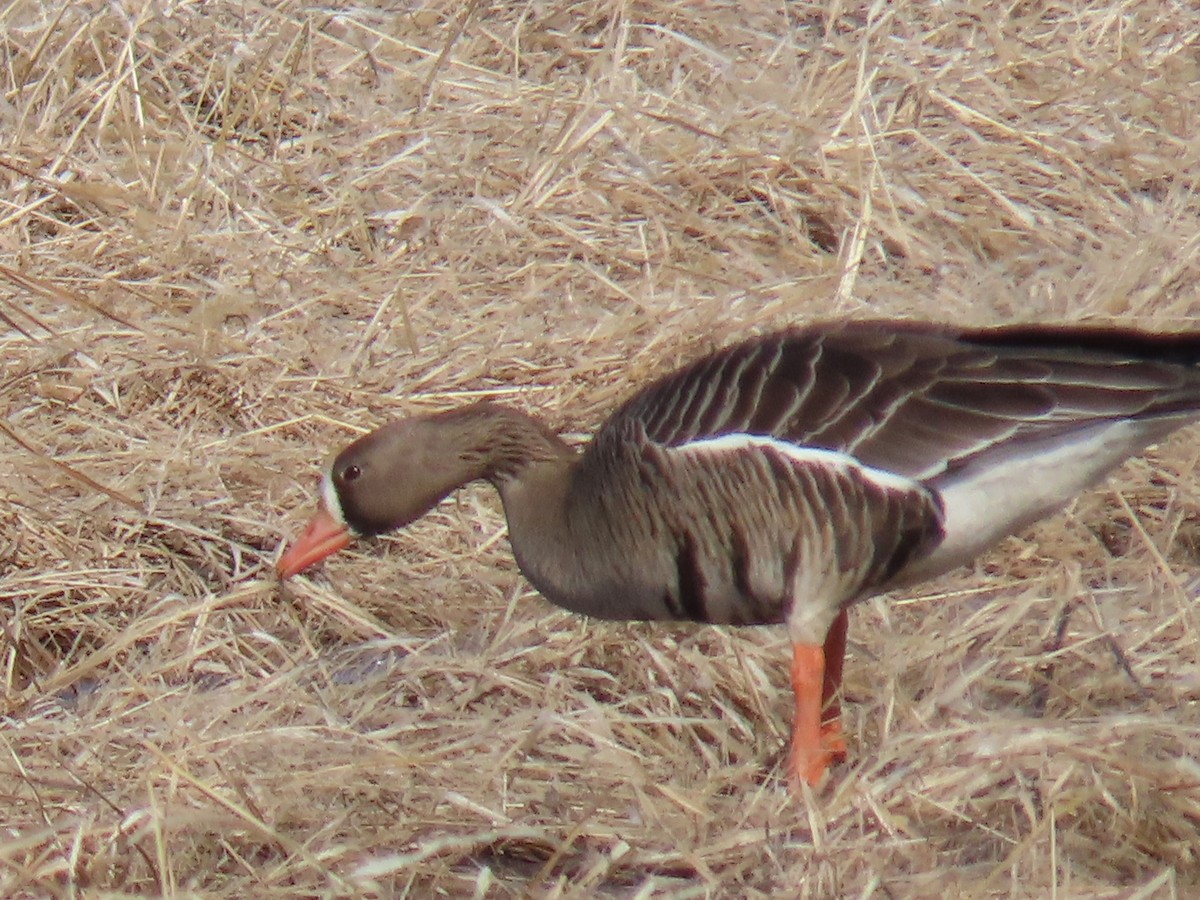 Greater White-fronted Goose - ML214197081