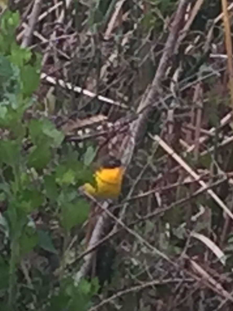 Yellow-breasted Chat - Marie Di Rosa