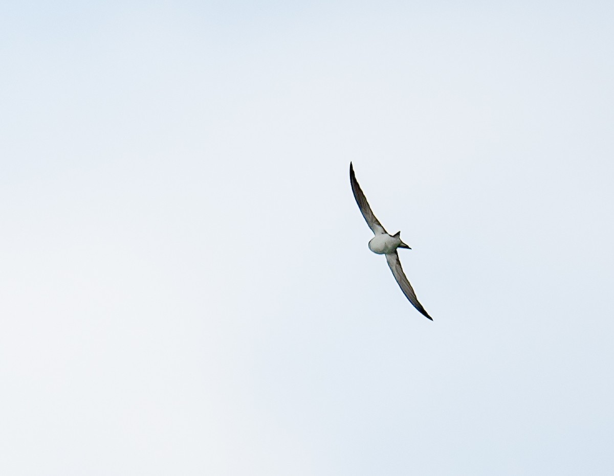 Bahama Swallow - ML214200411