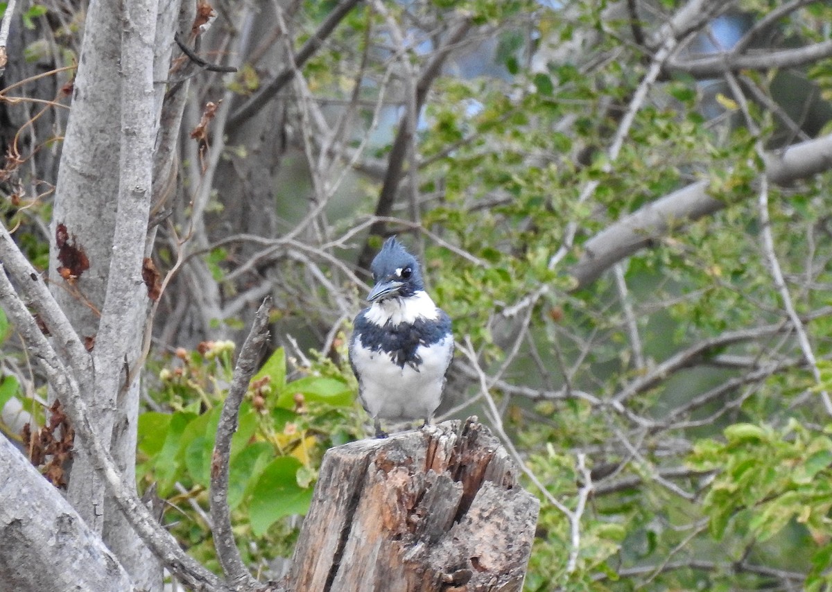 Belted Kingfisher - ML214203681