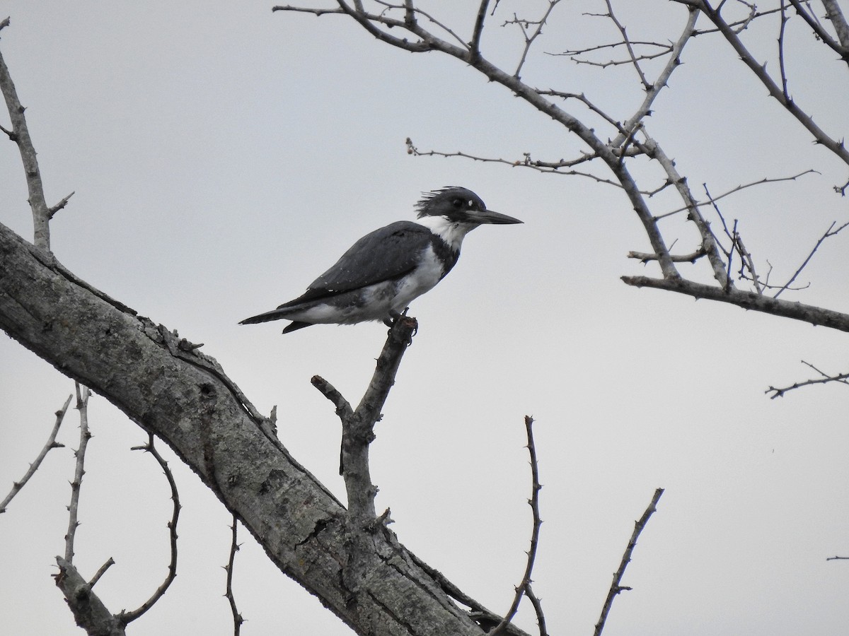 Belted Kingfisher - ML214205381