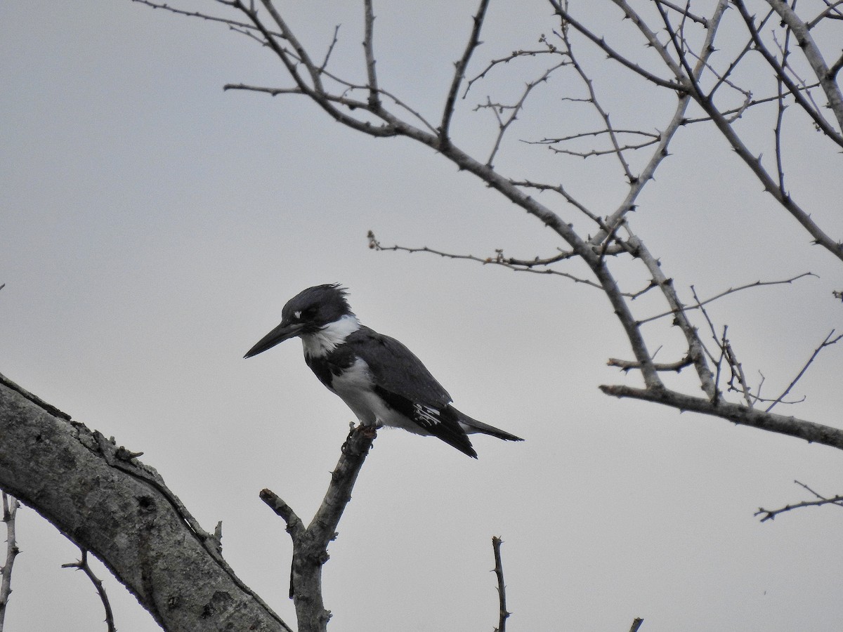 Belted Kingfisher - ML214206491