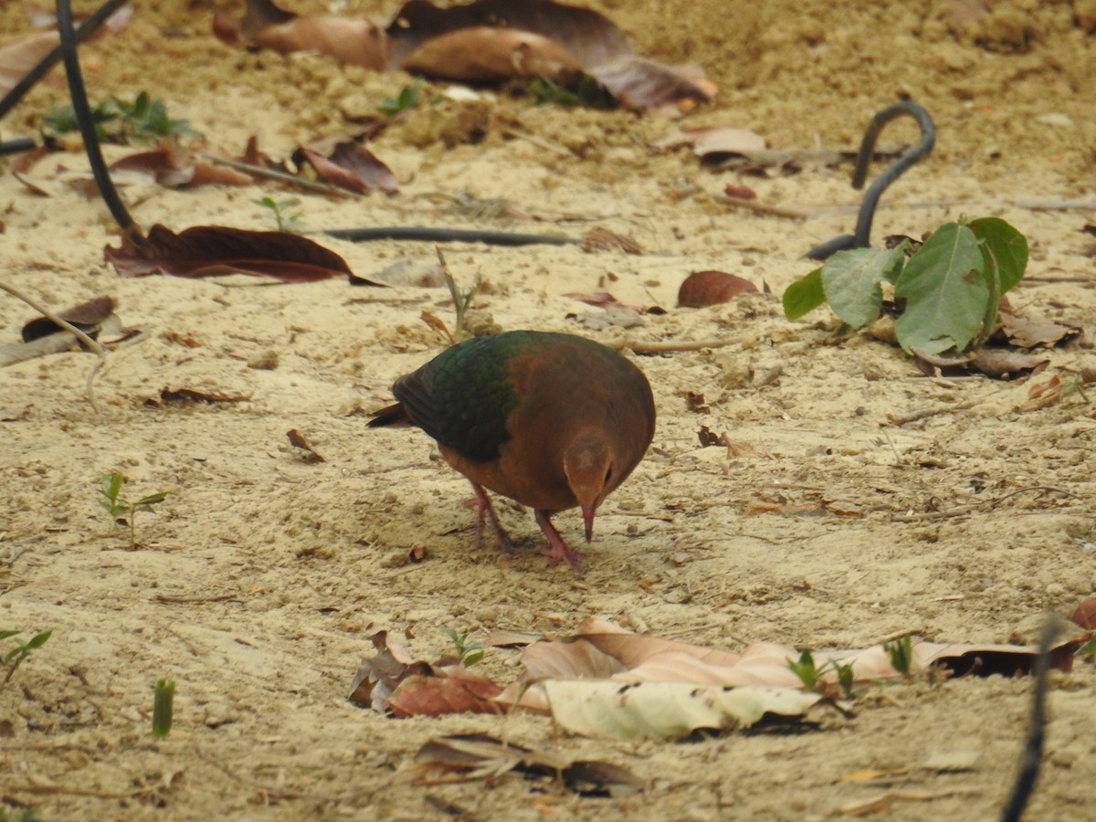 Asian Emerald Dove - Mohit Aggarwal