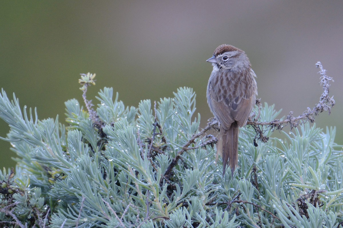 Rufous-crowned Sparrow - ML214207701