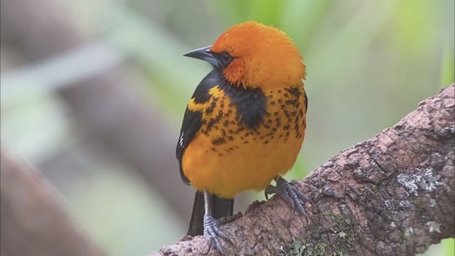 Spot-breasted Oriole - ML214207911